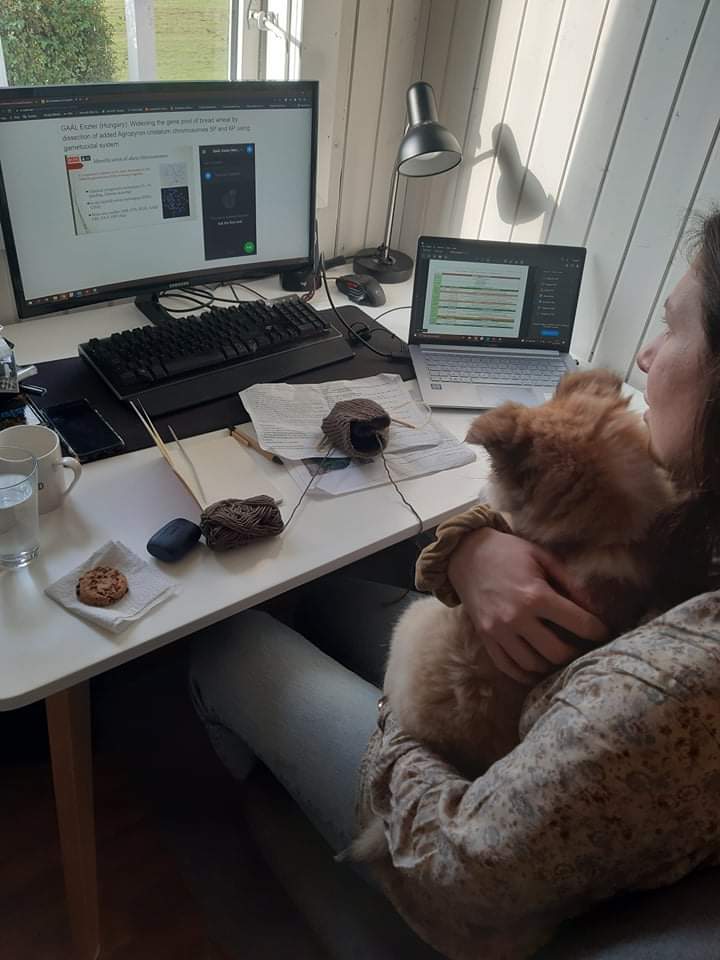The perks of online coferences: you can watch together with your puppy.🐶🌾
#cereal #biotechnology #breeding