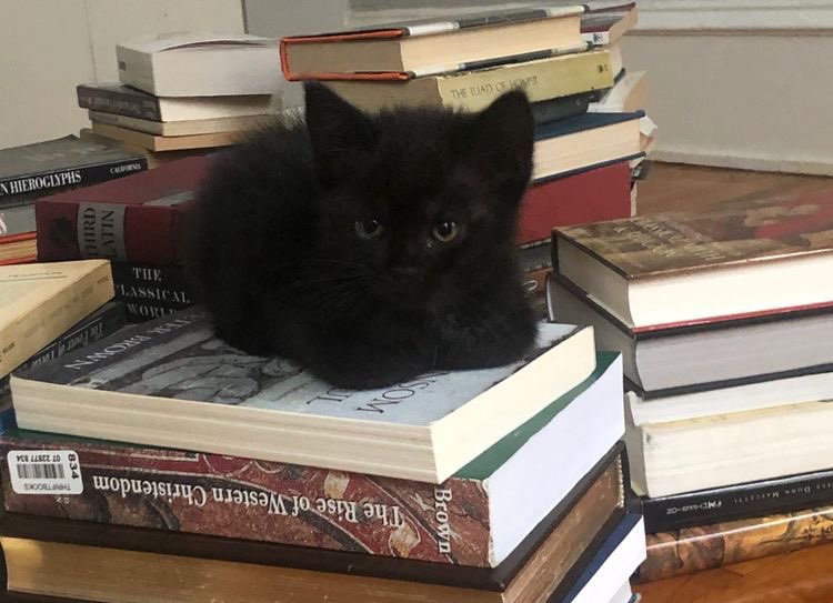 ballerinadolls's tweet photo. the category is kittens &amp; books https://t.co/tFOrIJgH1t