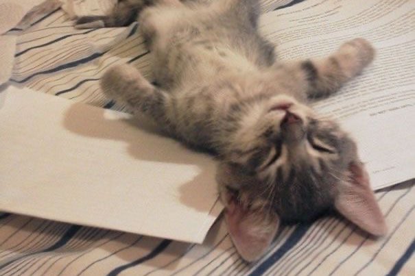ballerinadolls's tweet photo. the category is kittens &amp; books https://t.co/tFOrIJgH1t