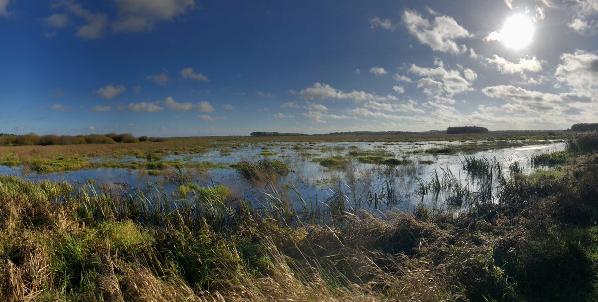 De Friese randzones van het #Fochteloerveen begin deze eeuw ingericht, nu ruim 15 jaar later zijn dit fantastische natuurgebieden met vele bijzondere broedvogels zoals kraanvogel, roerdomp, zomertaling, watersnip, wilde zwaan, grauwe klauwier en porseleinhoen