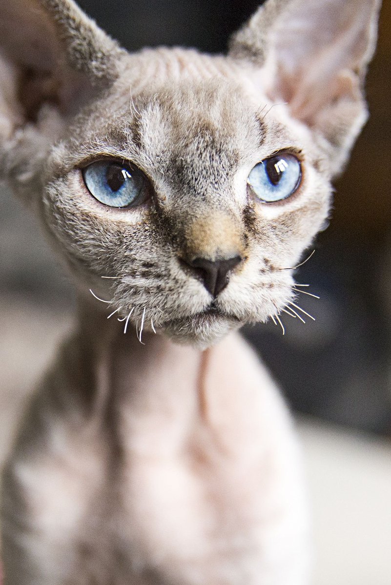 Корниш рекс коты гипоаллергенные. Девон рекс голубой. Голубые девоны. Девон рекс голубой. Девон рекс голубой.