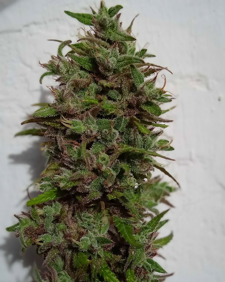 actuacannabis's tweet photo. Imagináis que la contaminación de #Barcelona tuviera el olor de esta #BCNdiesel de @KannabiaSeeds 🤤💚🌄🌆🌌 Un potente híbrido con ratio 2:1 #THC #CBD
#PrimeroLasPersonas 🏝️✨💚
#Autocultivo seguro para Tod@s!
#Cannabis
#RegulacionIntegral
#PrimeroLasPersonas
#CannabisLicito https://t.co/vyBmv7bZe5