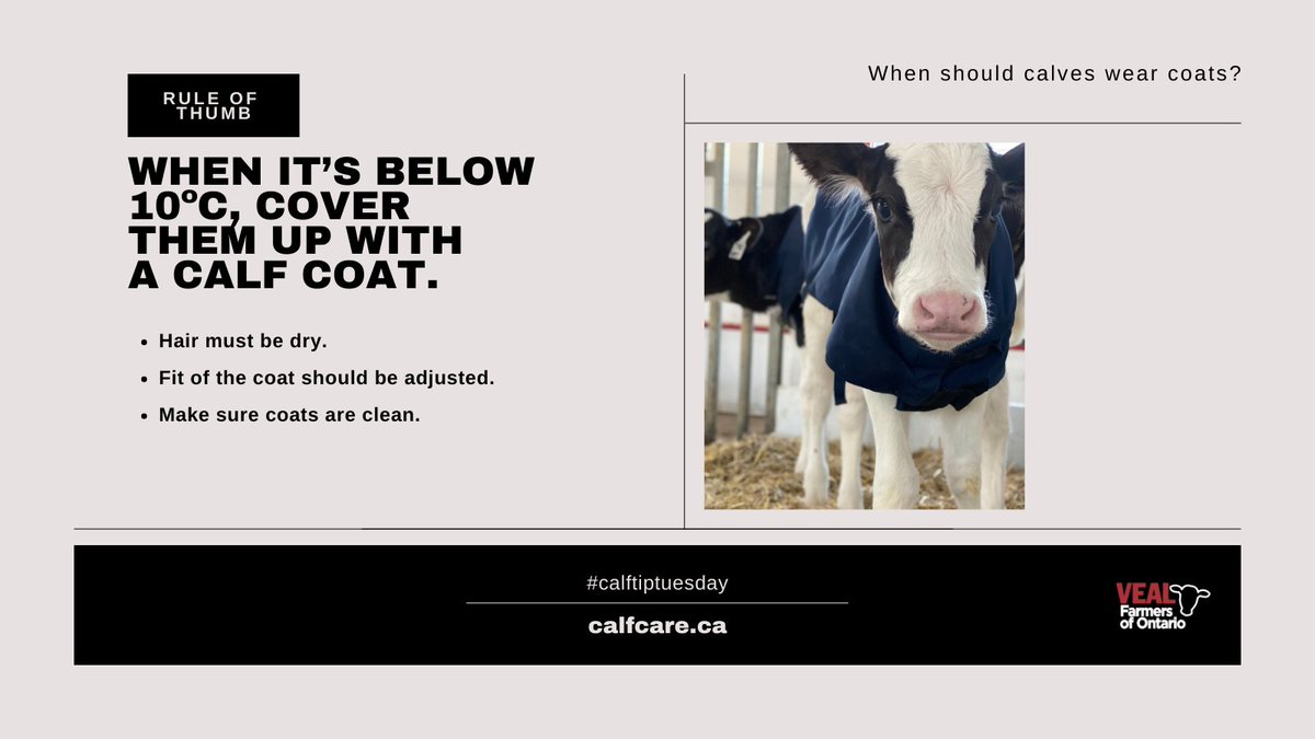 Calf Care Corner tweet media