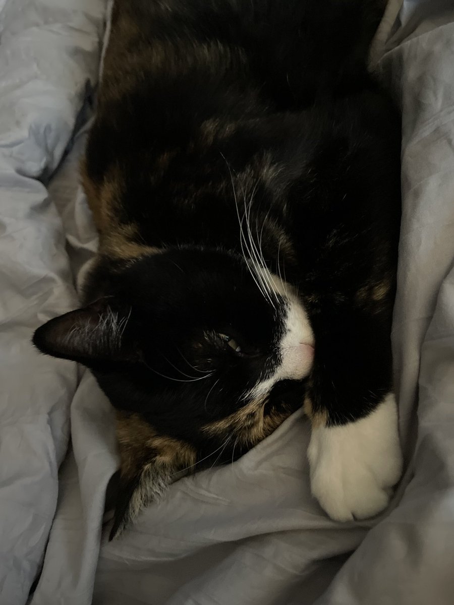 coedith75's tweet photo. @CalicoCrew1 @Im_Moo_The_Cat Here’s my Rosie. https://t.co/J5qmuXMmZX