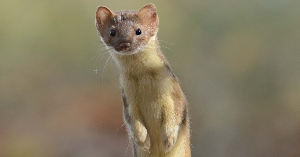It's Weasel Wednesday! Join us in the EARS networking lounge at 6 PM EST for some casual conversation on all things weasel.  #getyourEARSon #TheWildlifeSociety #TWS2021