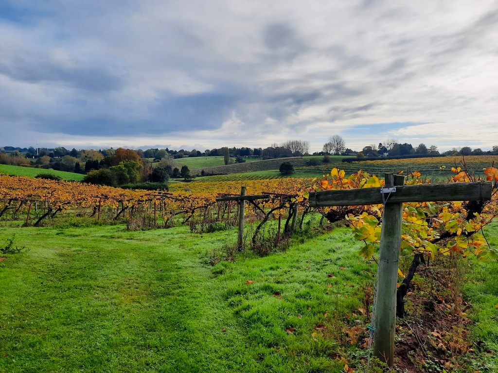 The English Vine (@theenglishvine) on Twitter photo Spot of wine tasting for Lizzy today <a href="/3choirsnewent/">Three Choirs Newent</a> (see it's not just Neil who gets to have all the fun). Breathtaking Autumn views thrown in for free...
#Autumn #AutumnColours #AutumnLeaves #autumnvibes #WineTasting #EnglishWine Spot of wine tasting for Lizzy today <a href="/3choirsnewent/">Three Choirs Newent</a> (see it's not just Neil who gets to have all the fun). Breathtaking Autumn views thrown in for free...
#Autumn #AutumnColours #AutumnLeaves #autumnvibes #WineTasting #EnglishWine