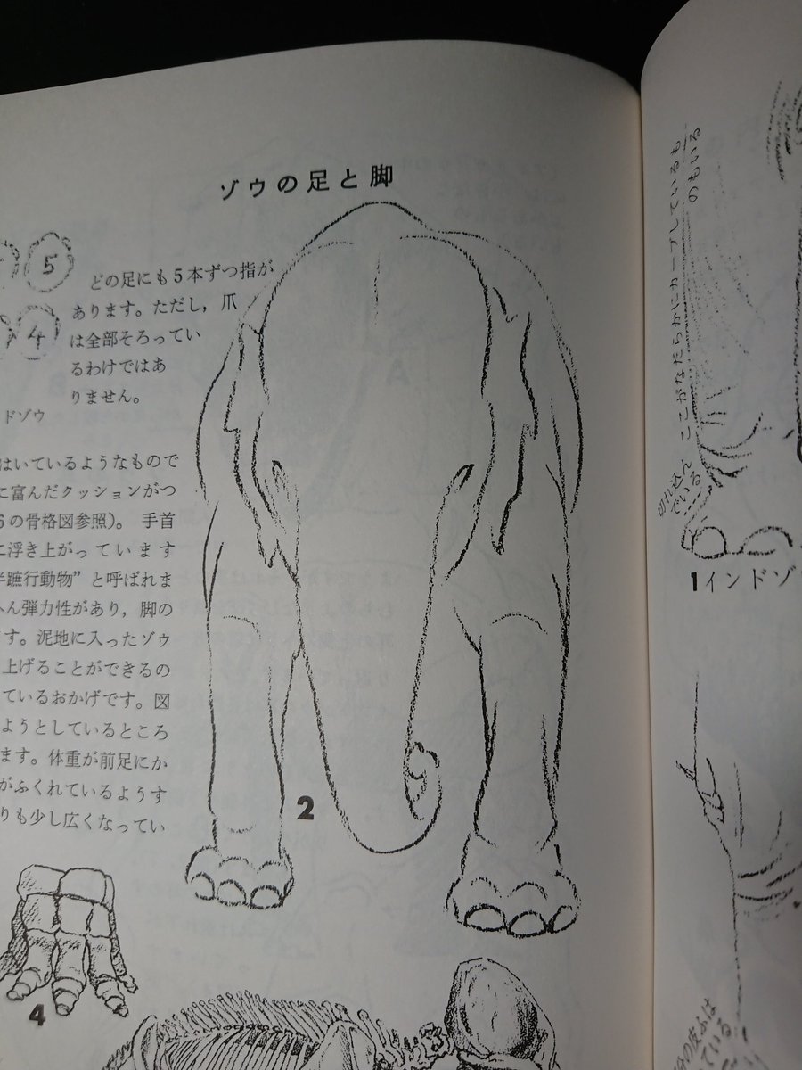 この象きゃわでは 