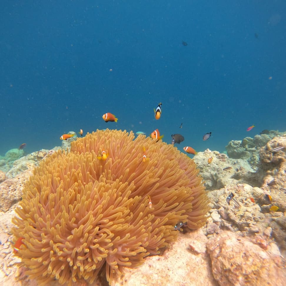 GACholidays's tweet photo. GAC is at Maldives with a group of travellers experiencing the amazing landscape and underwater life of Maldives, visit Maldives with GAC Holidays to enjoy the island country!
.
#travel #GAC #Maldives #India #tour #swim #sandbank #underwater #trek #island #sun #GoaAdventureClub https://t.co/M1QWqORzdq