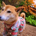 ツイートに含まれる画像