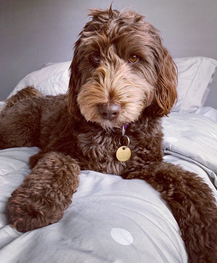 MissGates9's tweet photo. @breakfasttv Harley the Australian Labradoodle! @harleydoodle9 @breakfasttv https://t.co/UF9tyje7aP