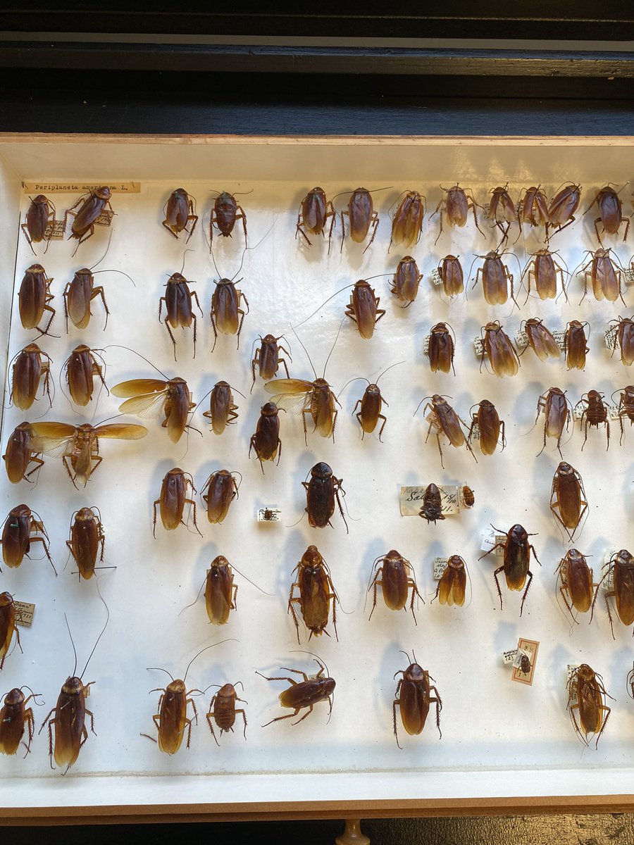 sgselvantharan's tweet photo. New project-curating our Blattodea collection @NHM_Denmark, used to hate them as a child growing up in Malaysia 😱 #ilovemyjob #ento #collections https://t.co/zVLlhxOAY8