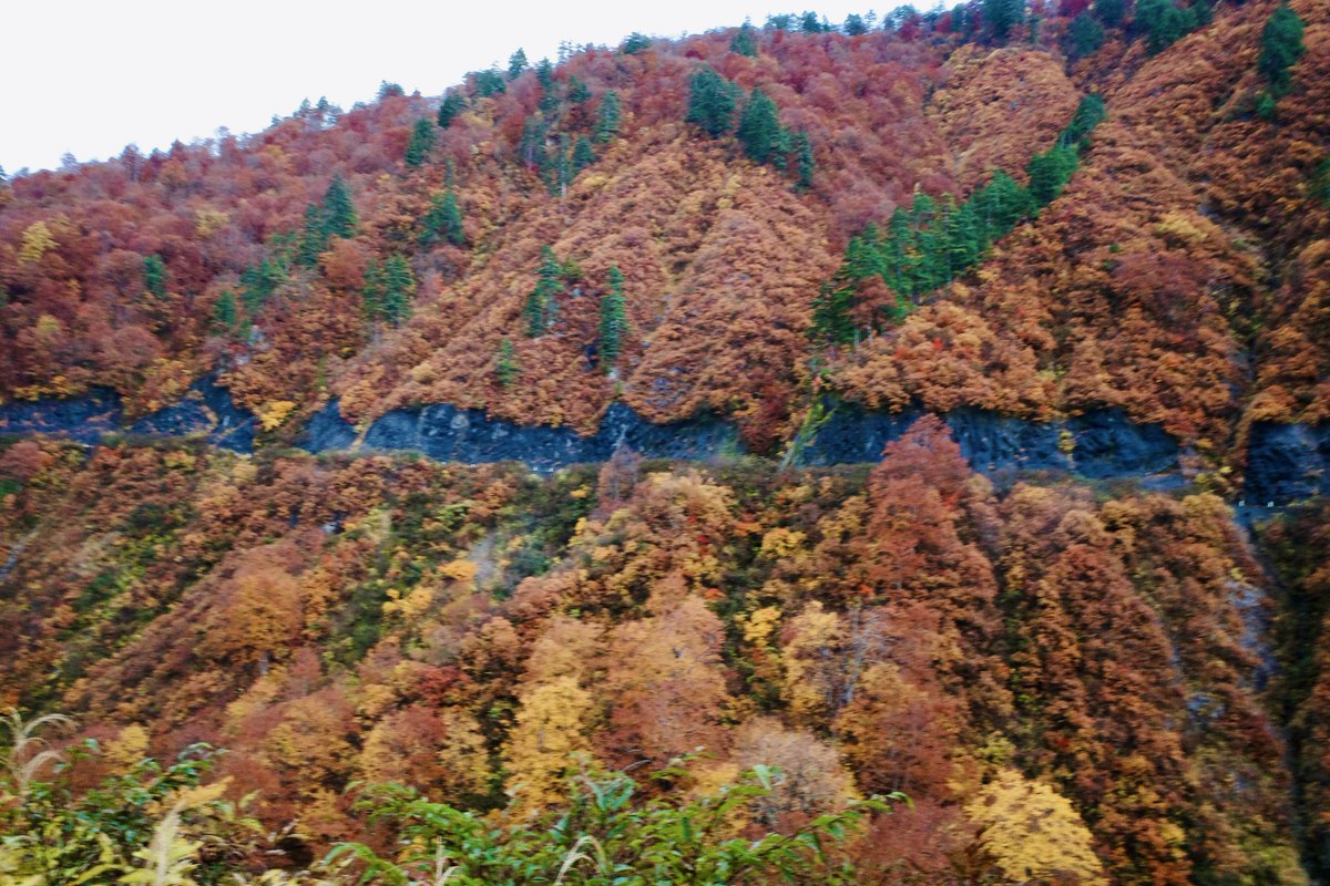 PieTako's tweet photo. 奥只見は紅葉が最高でした！ https://t.co/URBLZ13iWU