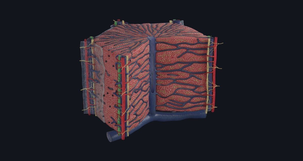 CompleteAnatomy's tweet photo. 📢Introducing the new hepatic lobule model available NOW in #CompleteAnatomy 2022📢

Our newest microanatomy model offers a detailed view of one of these lobules to allow users to explore and appreciate the building blocks of the liver.

LEARN MORE: https://t.co/wX6pfoMJJo https://t.co/X2bJOPy1IA