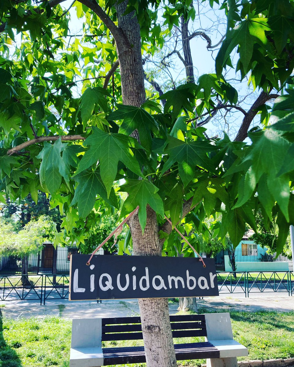 PiensaPrensa's tweet photo. "Anda un caballero poniendo cartelitos en los árboles de las plazas de San Miguel para q todos aprendamos un poco más." Su nombre es Gerardo cortés 👇
Vía @RobFuentesM https://t.co/dj1dUQ7gh0