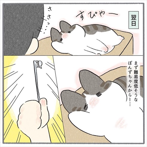 猫の歯みがき、嫌がらずにできるの!? 健康のために挑戦→予想外の結果に「うちの子天才!?」とホッとした飼い主の漫画 https://t.co/Xc7hsDWjya @itm_nlabより 