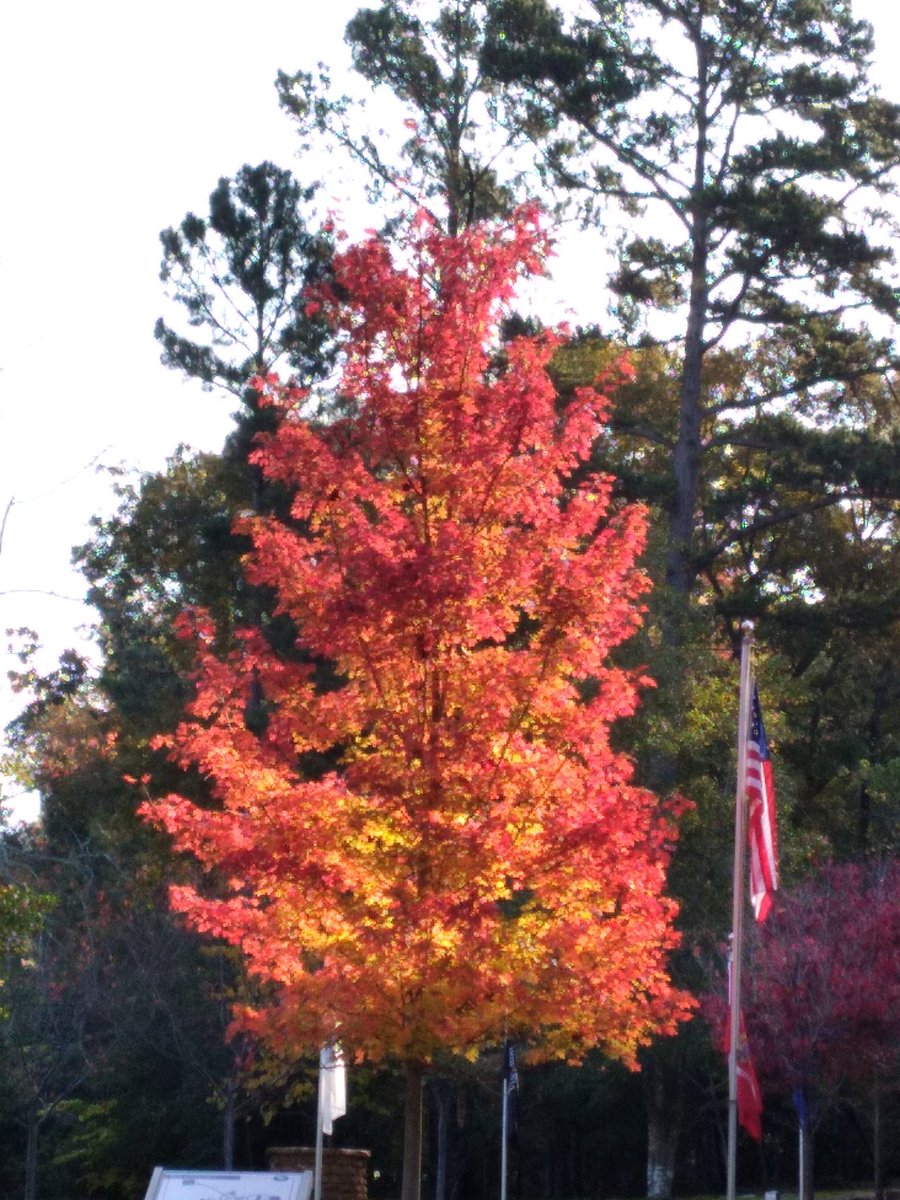 OfficialLWH's tweet photo. The trees in a few days will be full of beautiful colors like this maple 🍁.  Couldn't resist taking this photo with the morning light. #FDR #lwh #daytrip #GaStateParks  #GaLeafWatch #fallyall #fallcolor #leafwatching https://t.co/4RHjyp1qNX