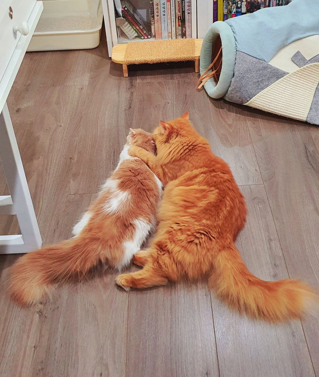 Dark_Farewell's tweet photo. TABI Day 507
NARI Day 312
03.11.2021
Tabi's IG : tabijourney91
Tabi's FB page : Tabi Journey : Tabi The Tabby Cat
#harlequincat #creamcat #creamharlequin #beigecat
#TabiJourney #TabiTheTabbyCat #TabiTabby #TabiTheOrangeTabbyCat #cat #gingercat #gingertabby #gingertabbycat https://t.co/iIUUB7ubdu