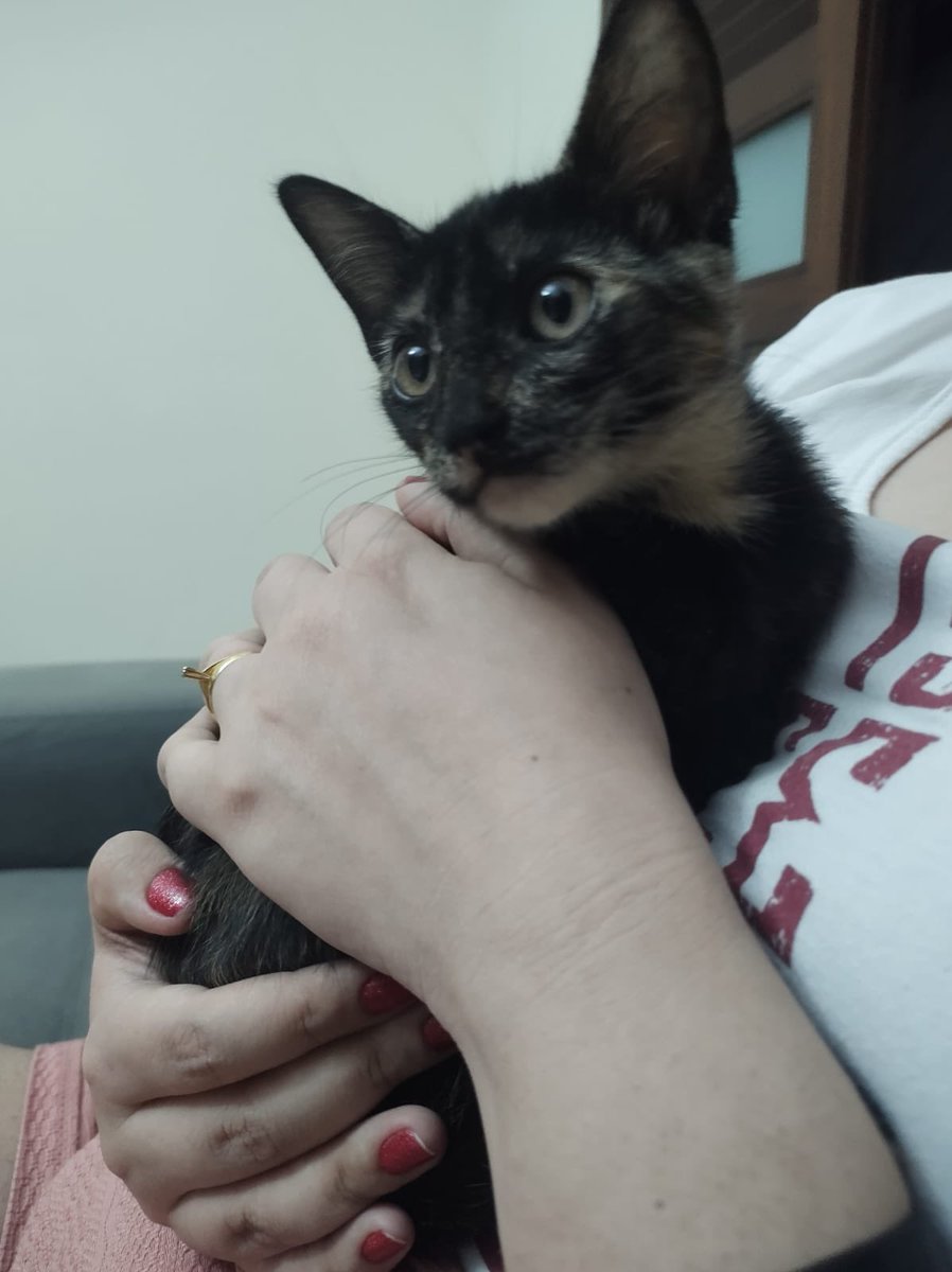stellaojuara's tweet photo. Gatinhos para adoção em Natal-RN! Castração garantida por nós. Já estão vermifugados.

Dois machos (o cotoco e o cenourinha) e uma fêmea (a escaminha).

Por favor, RT pra gente achar um lar amoroso e seguro pra essas coisinhas lindas 😻 https://t.co/J91JxpRcAf