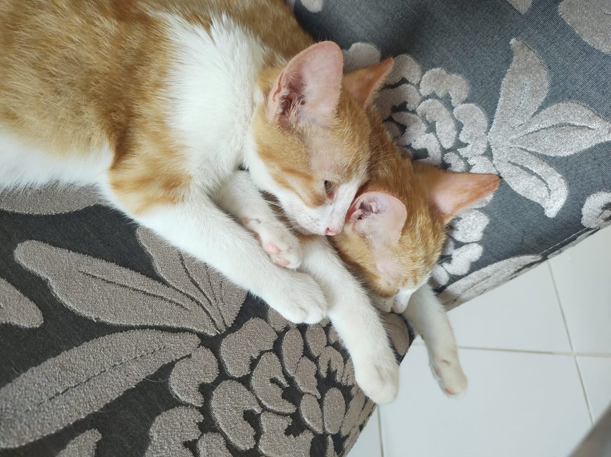 stellaojuara's tweet photo. Gatinhos para adoção em Natal-RN! Castração garantida por nós. Já estão vermifugados.

Dois machos (o cotoco e o cenourinha) e uma fêmea (a escaminha).

Por favor, RT pra gente achar um lar amoroso e seguro pra essas coisinhas lindas 😻 https://t.co/J91JxpRcAf