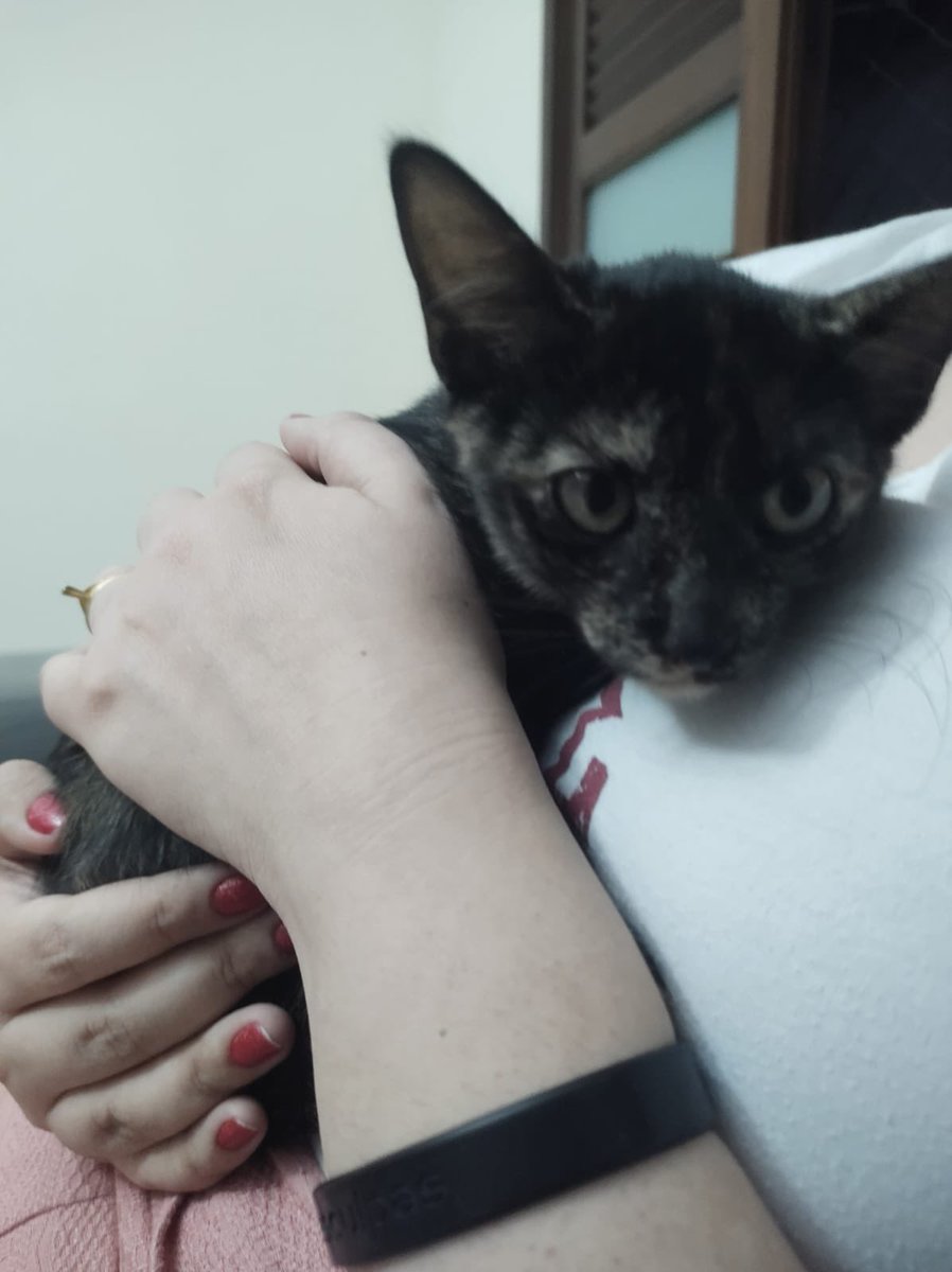 stellaojuara's tweet photo. Gatinhos para adoção em Natal-RN! Castração garantida por nós. Já estão vermifugados.

Dois machos (o cotoco e o cenourinha) e uma fêmea (a escaminha).

Por favor, RT pra gente achar um lar amoroso e seguro pra essas coisinhas lindas 😻 https://t.co/J91JxpRcAf