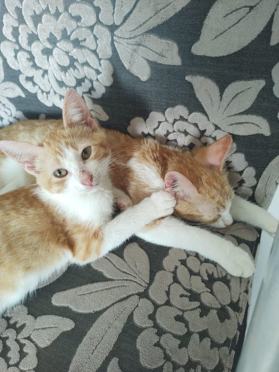 stellaojuara's tweet photo. Gatinhos para adoção em Natal-RN! Castração garantida por nós. Já estão vermifugados.

Dois machos (o cotoco e o cenourinha) e uma fêmea (a escaminha).

Por favor, RT pra gente achar um lar amoroso e seguro pra essas coisinhas lindas 😻 https://t.co/J91JxpRcAf