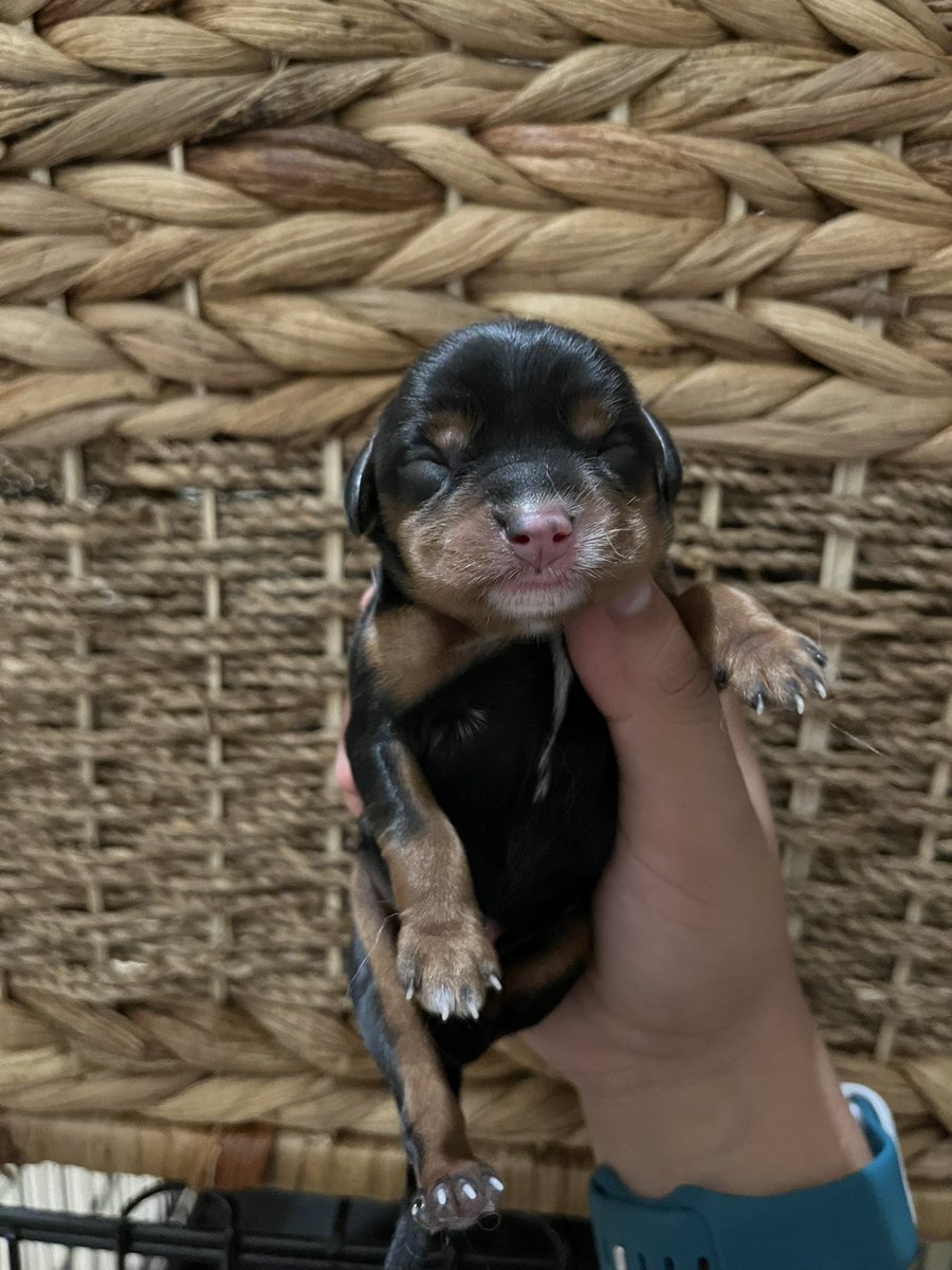kwelch2013's tweet photo. Welcome to the world little ones 🐶 https://t.co/M4wKYQDN13