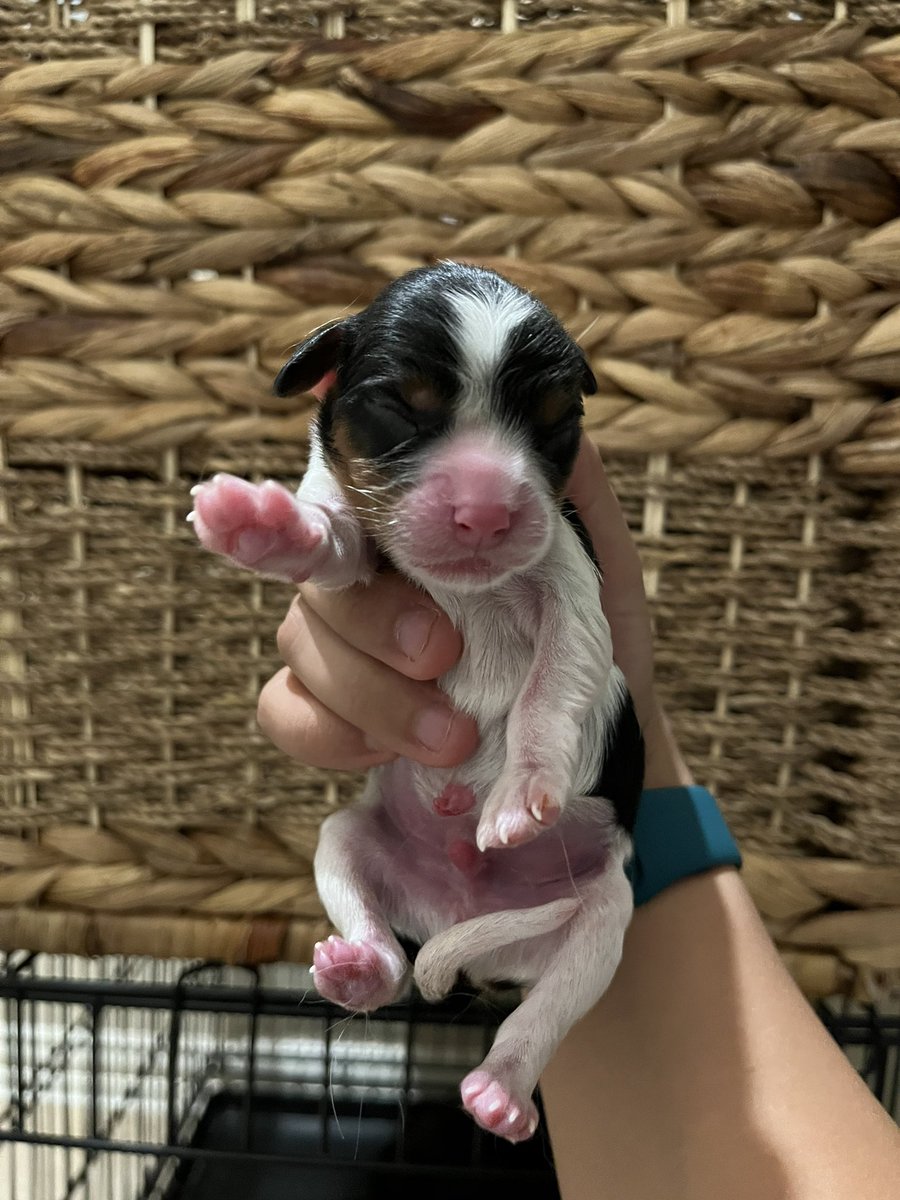kwelch2013's tweet photo. Welcome to the world little ones 🐶 https://t.co/M4wKYQDN13