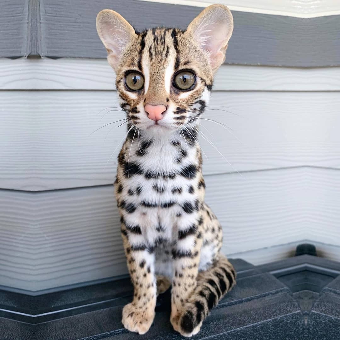 cataddictsonly's tweet photo. This one looks like a little lion. What do you think?? - #Cats #CatAddicts https://t.co/9OnmcVtDAe