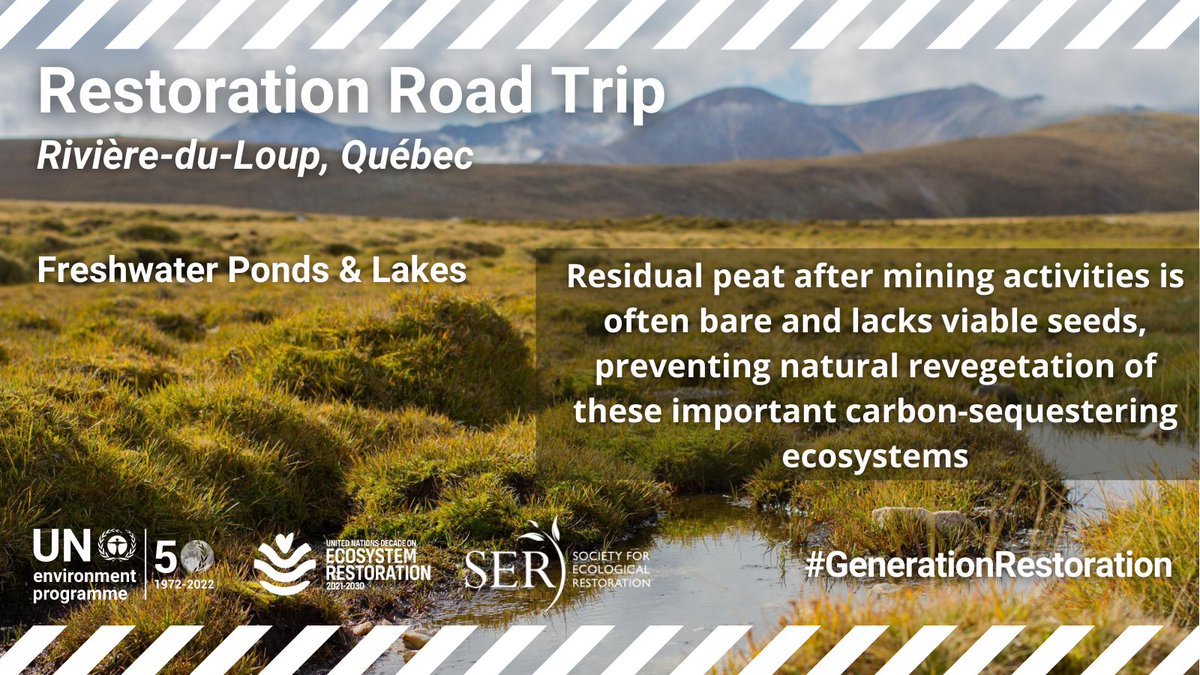 #DYK that although #peatlands cover just 3% of the planet's land, they store 30% of its soil carbon?

Former mining sites are being restored with native plants in Rivière-du-Loup.

Learn more through our #RestorationRoadtrip: bit.ly/3t7zJ6b

#GenerationRestoration <a href="/UNEP/">UN Environment Programme</a>