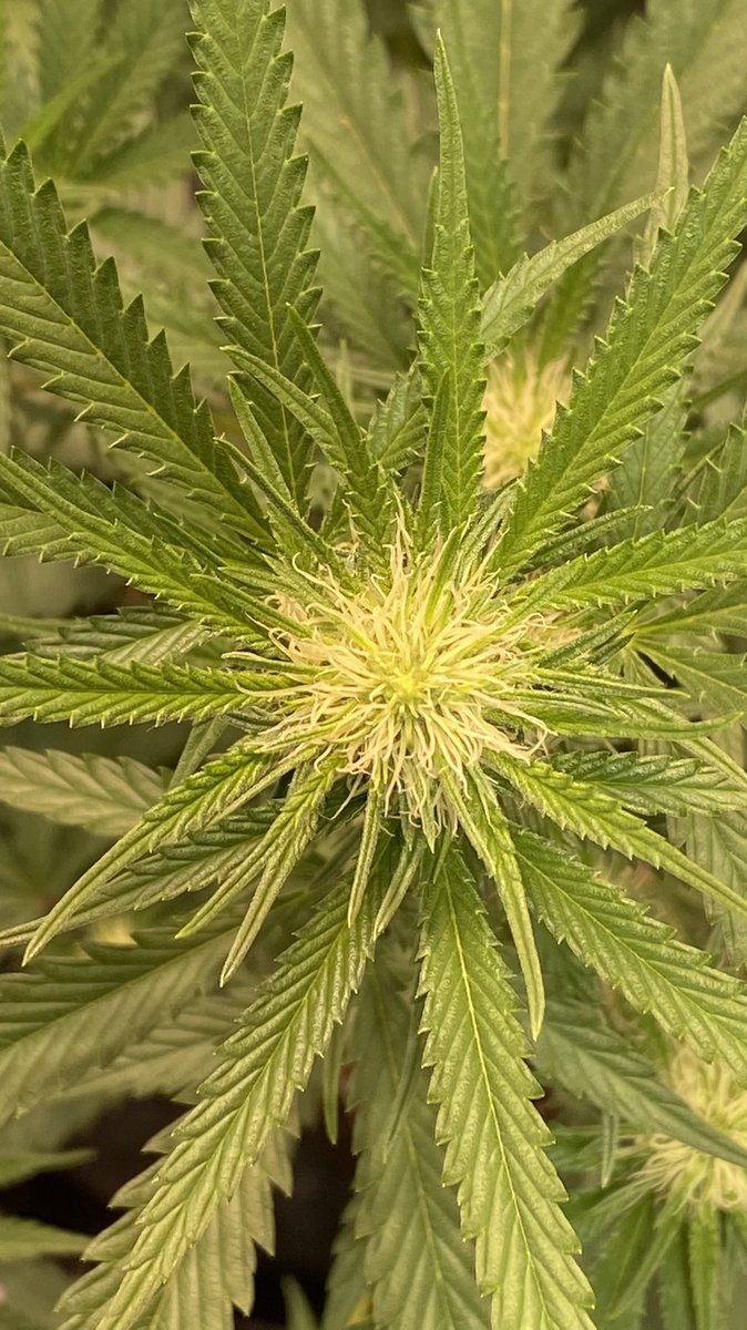 EmeraldZoo's tweet photo. Super Lemon Haze getting it done under the artificial sun ☀️ These ladies are gonna get chunky. Nodes are nice and tight and they are poppin’ now. Roll on my lovelies. #ZooStyle grows and it shows. https://t.co/daP2yYY3Kt