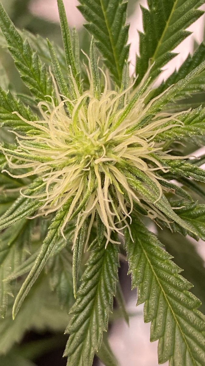 EmeraldZoo's tweet photo. Super Lemon Haze getting it done under the artificial sun ☀️ These ladies are gonna get chunky. Nodes are nice and tight and they are poppin’ now. Roll on my lovelies. #ZooStyle grows and it shows. https://t.co/daP2yYY3Kt