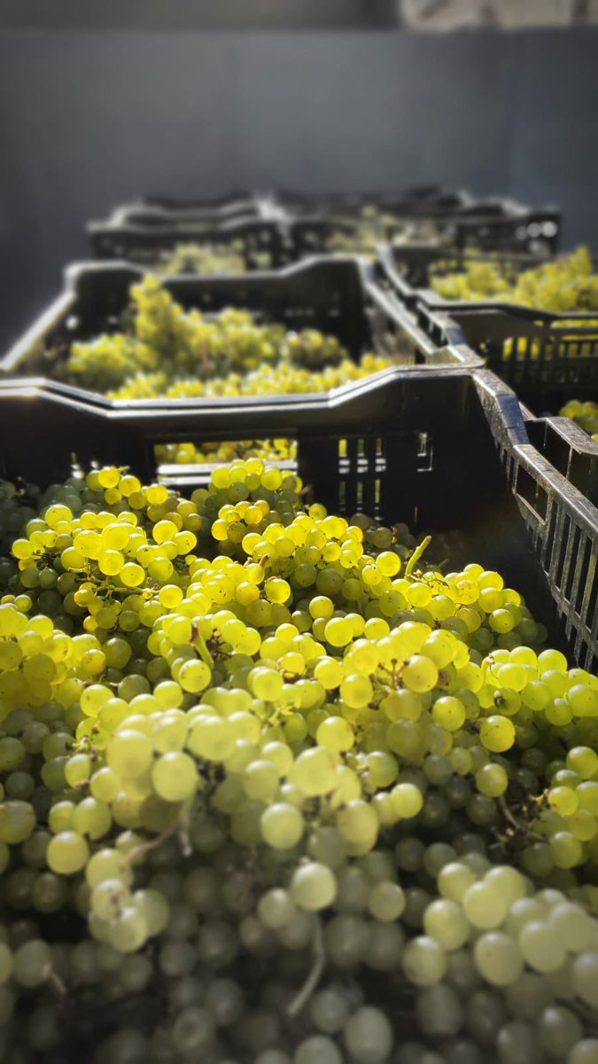 Harvest 2021 is over!! The grapes are pressed and the tanks are full 🍇 A huge effort by everyone involved - looking forward to tasting the results of this hard fought vintage in a few years time🥂 Time for our team to get some well deserved rest 🤗.
#ItsAboutThePeople #Team