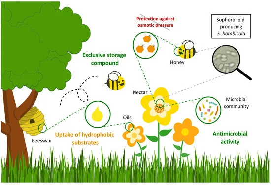InBio_UGent's tweet photo. Ever wondered what the natural role of #sophorolipids could be? Find out more in our most recent publication: https://t.co/zHh18dEQvA @GeorgesMartijn @JoF_MDPI #Starmerella #bombicola @FbwUGent @ugent https://t.co/wUIpPcgvpU
