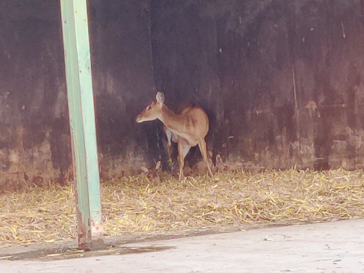 pyrotequila's tweet photo. @KnowsleySafari just seen a brand new baby Lechwe get born, it hasn't even stood up yet. https://t.co/rJNIqTBKmS