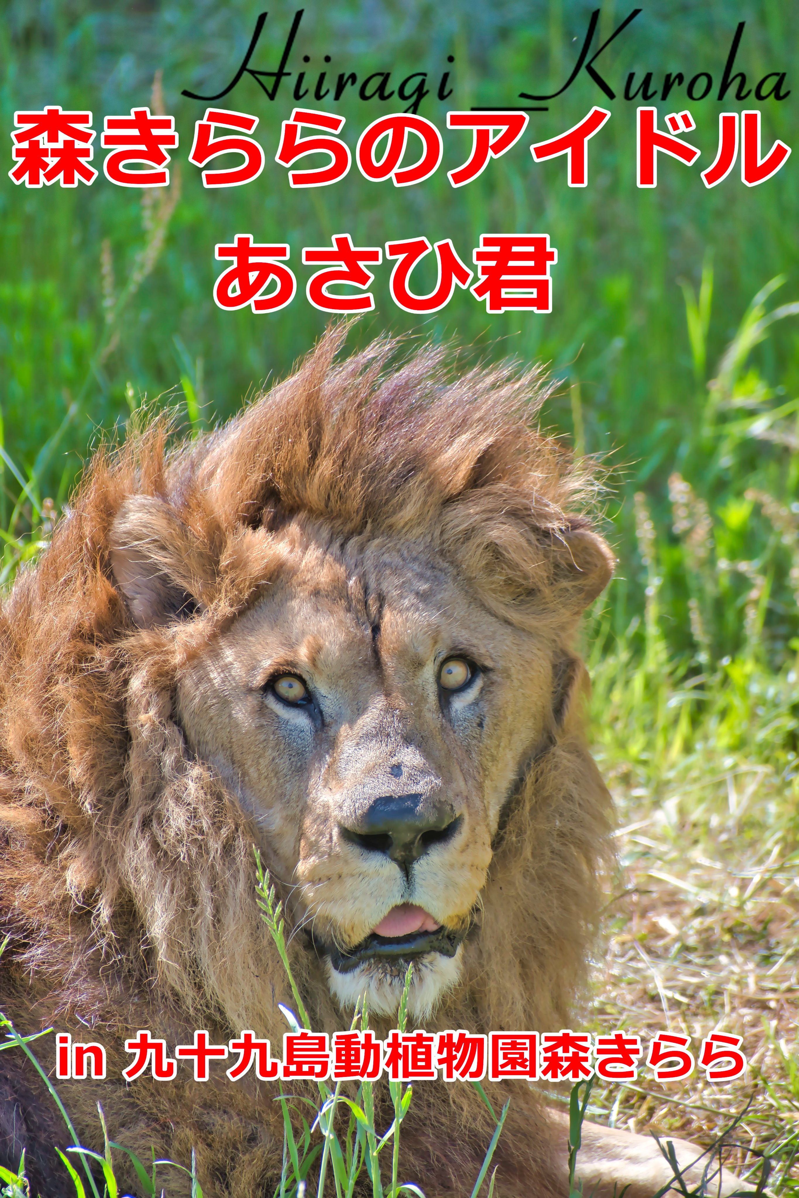 柊クロハ 森きららのライオンアイドルの あさひ君 In 九十九島動植物園森きらら 新しく記事投稿しました T Co 3r00z7jndd 今回も長崎県佐世保市の動植物園 森きらら ライオンのあさひ君を激写してみたよ めっちゃ可愛い 長崎県