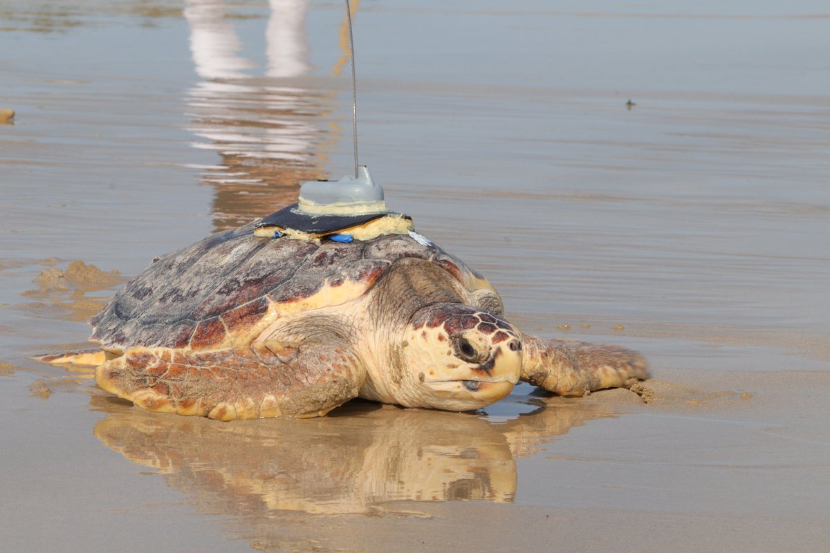 CMEMS_EU's tweet image. 🐢How can a food-rich habitat be a deadly bait for turtles? Using @CopernicusEU #Marine data a new study found that small sea turtles get trapped in the cold waters of the #BayofBiscay, tempted by their favourite food #OceanMonitoring 
👉 bit.ly/3GJf66C