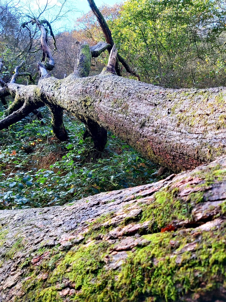 GrammyTon's tweet photo. My local walk today #visitrct #discoverwales https://t.co/HzkwdNznjv