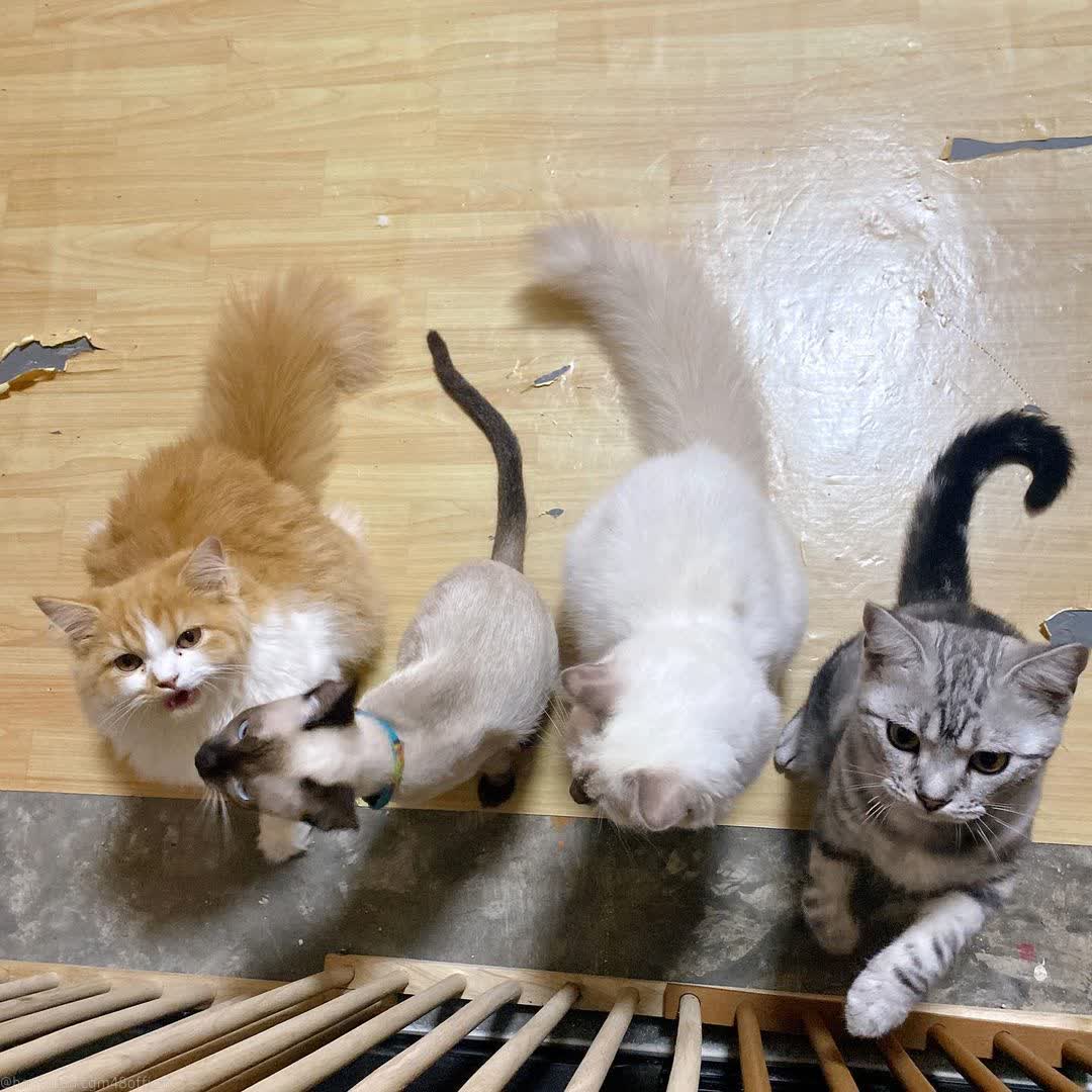 Penguin_CGM48's tweet photo. #HomnuanCGM48​ IG post

"Homnuan with younger siblings who are now huge~"

#KiraKiraCGM48​ commented "I outgrown P'Hom now~"

#CatIdolbyCGM48 https://t.co/jQ1BgEIZTZ