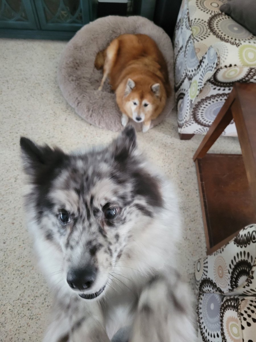 AsherDasher12's tweet photo. #allaboutme #dogsoftwitter #TuesdayFeeling https://t.co/KMlIocZb8v