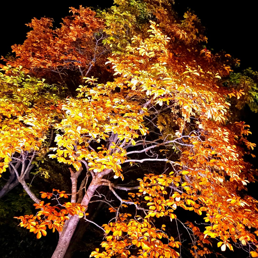 unkomannobuta's tweet photo. 北斗市八郎沼で開催中北斗紅葉回廊❗
昨日の豪雨で葉がかなり落ちてしまったようですがとても綺麗でした🎵😄
ちょっとホラーな雰囲気もありますが幻想的で美しかった🍂✨

#北斗市 #八郎沼 #紅葉 #もみじ #北海道 #インスタ映え #落葉 #秋 #函館 #Autumnleaves #autumnfastival #view #picture #Autumn https://t.co/6pnhDgeqcx