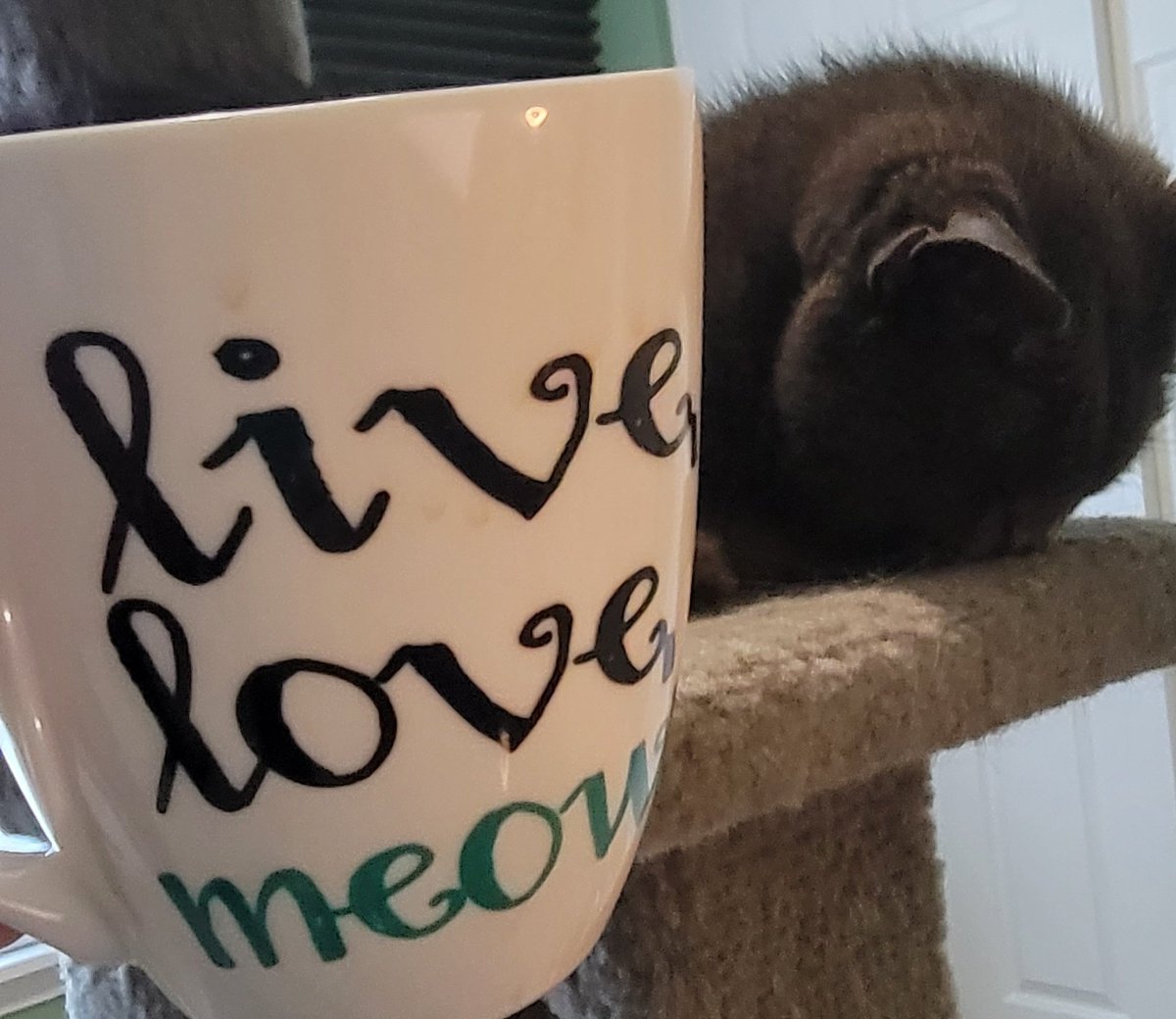 KJonair's tweet photo. I get the feeling that Grayson isn't feeling the Live Love Meow vibe this morning. πΉπΉ #DailyGrayson #morningmotivation https://t.co/GTpBE54Thn