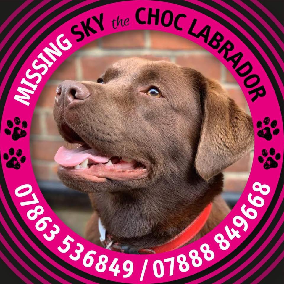 Stolen&Missing Pets tweet media
