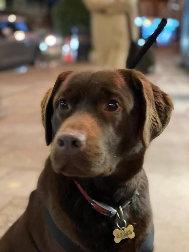 Stolen&Missing Pets tweet media