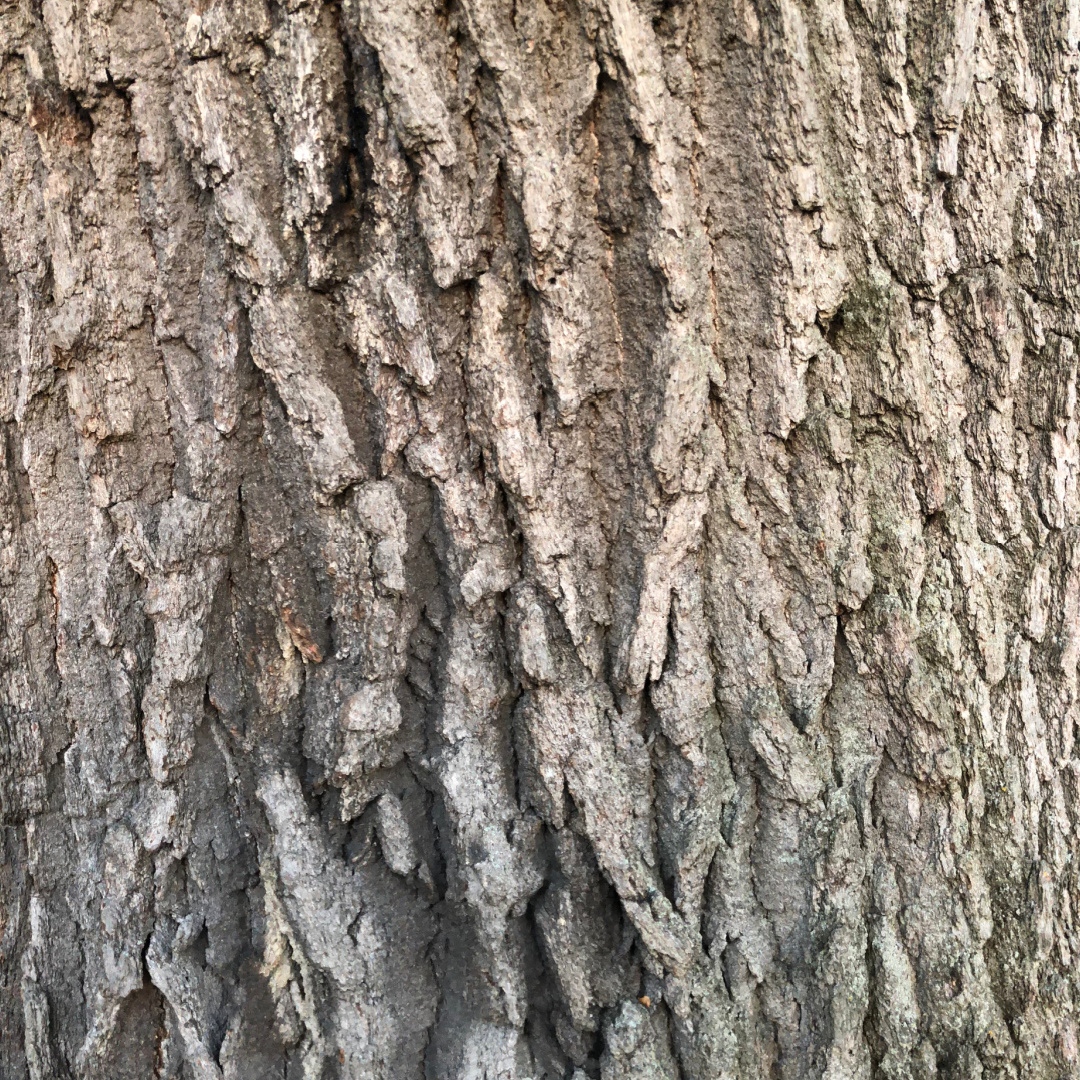 HighParkNC's tweet photo. Learn and connect to nature from home with our Online Naturalist Courses for adults! π¦πβοΈ
For more details and to register: https://t.co/Qxc48UBUsx
#AdultProgram #AdultPrograms #OutdoorEducation #HighPark #AlwaysLearning #ForAdults #Naturalist #Naturalists #OnlineLearning https://t.co/RI3bF0Q1GY