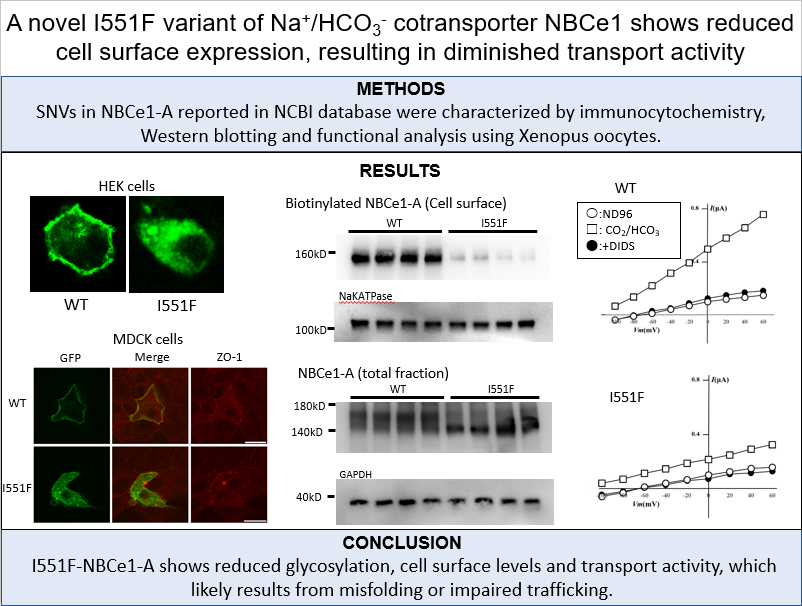 AJPRenal's tweet photo. #ArticlesInPress: A novel I551F variant of Na+/HCO3- cotransporter #NBCe1-A shows reduced cell surface expression, resulting in diminished transport activity
By: Osamu Yamazaki, et al.
https://t.co/tHTs9xrMdj
#AJPRenal #Glycosylation #BloodPressure https://t.co/DZyOU1UajW