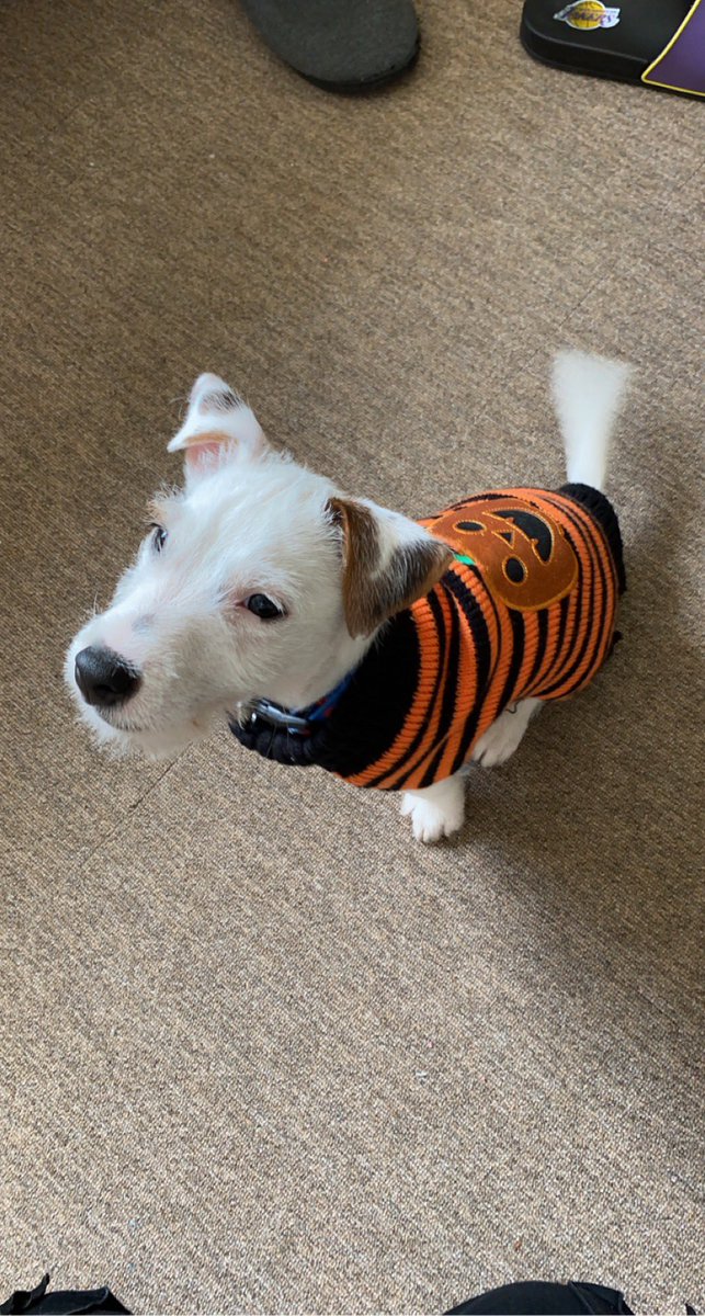 hempell121's tweet photo. Halloween photos 🎃🐶🤍 #chucky  #31DaysOfHalloween #DexterNewBlood #Dexter #pumpkin #dogsoftwitter #jackrussell #puppy https://t.co/BPY3Kv67Cl