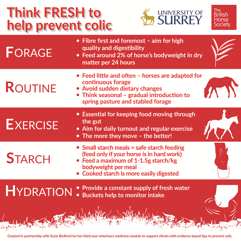 UniSurreyNews's tweet photo. Surrey’s School of Veterinary Medicine and The British Horse Society launch new educational resource designed by third-year student https://t.co/OCv5QwNS2n @SurreyVet @BritishHorse https://t.co/RML3bmrBsK
