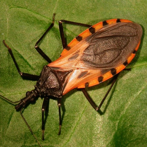 victor_mbao's tweet photo. On #OneHealthDay we hear about work on a Kissing Beetle from @Charron_DC. A telling example of controlling a public health menace by employing a #OneHealth approach at community level in #Guatemala.
#1Health4Dev
@Livestock_IDRC
@IDRC_CRDI
@IDRC_ESARO
https://t.co/nKrrzSoRxy https://t.co/wF2XtIPNkW