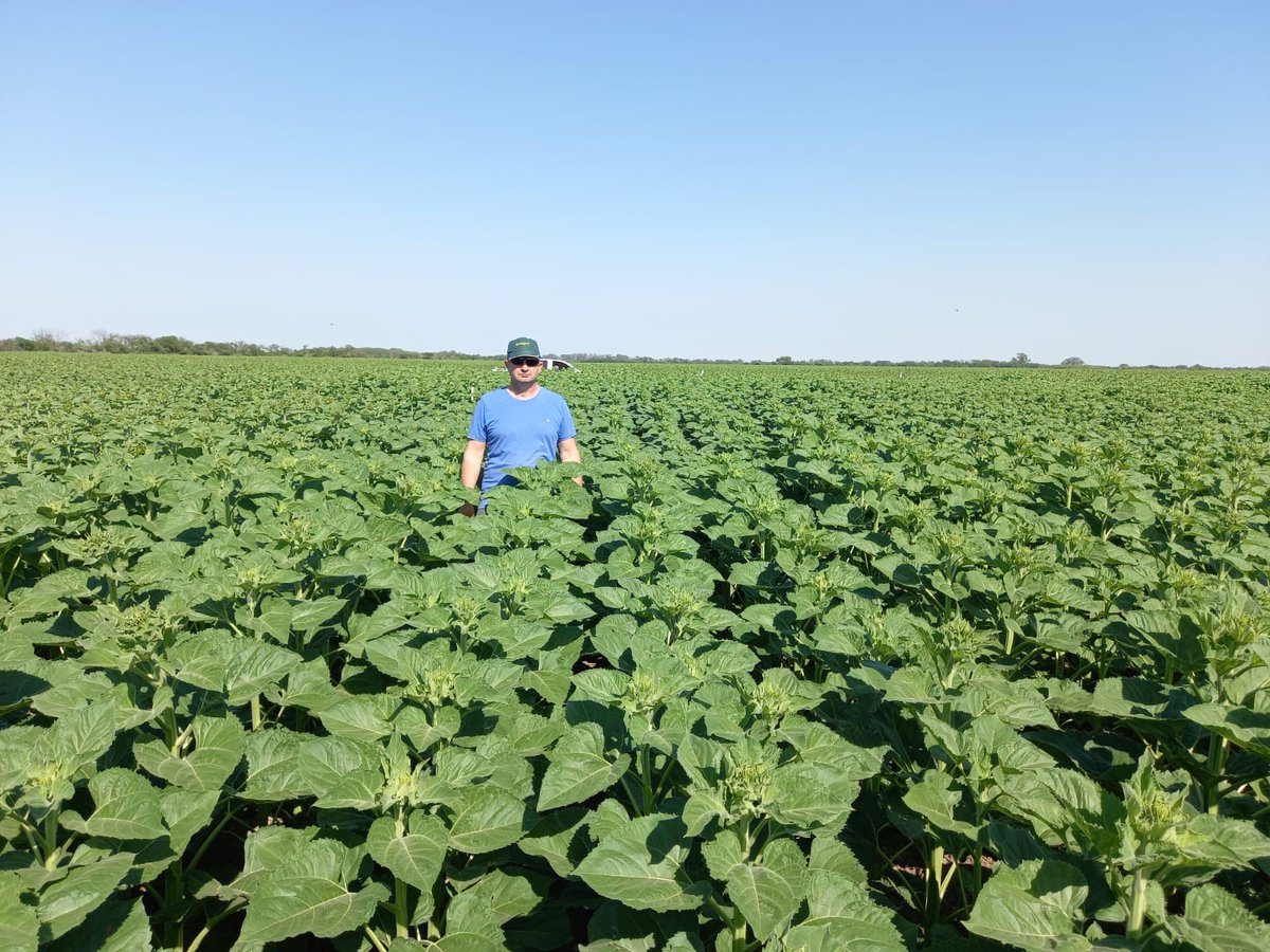 advantaseedsarg's tweet photo. Mientras que en algunas zonas recién se está sembrando, en Sunchales, la nueva era de girasoles Advanta ya nos está sorprendiendo 🌻😍 Gracias @yost_alejandro por recorrer el lote con Gabriel Dechiara y dejarnos estas fotos 📷 https://t.co/3vVJr01gOD