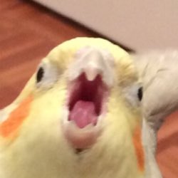 brecrossings's tweet photo. WE ARE LITERALLY HOURS AWAY FROM THE ANIMAL CROSSING UPDATE! https://t.co/ts3FOhFiJq